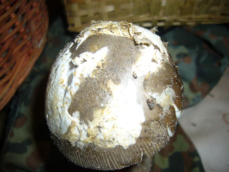 Amanita